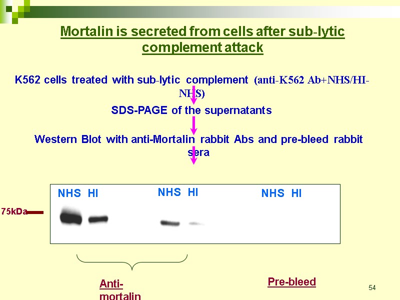 54 Mortalin is secreted from cells after sub-lytic complement attack K562 cells treated with
